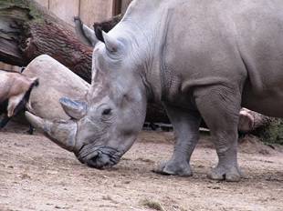 Zoo©Sabine_Köberlein_weltweit (10) Zoo©Sabine_Köberlein_weltweit (10)