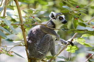 Katta Foto:Zoo Schwerin