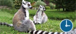 zoo_familie_15uhr.jpg_2039007492